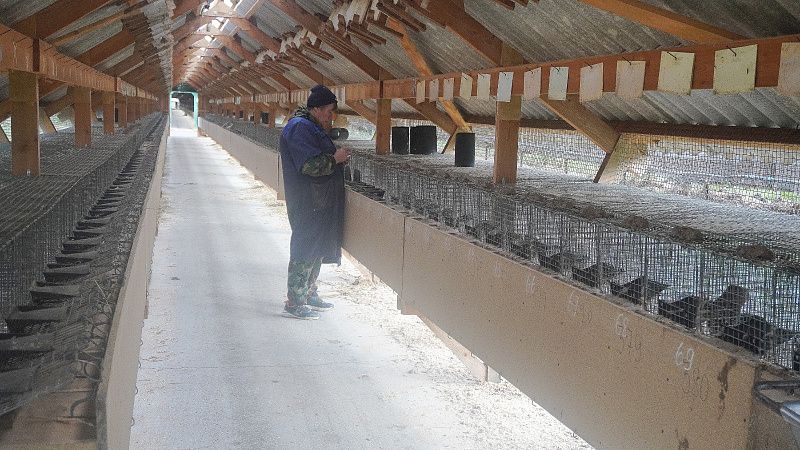 Зверохозяйство в Мермеринах: Новый шаг к эффективности в рамках нацпроекта «Производительность труда» 0